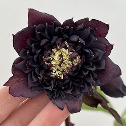 細川さんのクリスマスローズ：ダブル26-47／4号ポット【現品販売】