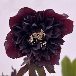 細川さんのクリスマスローズ：ダブル26-48／4号ポット【現品販売】