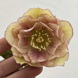 細川さんのクリスマスローズ：ダブル26-50／4号ポット【現品販売】