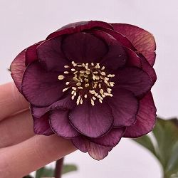 細川さんのクリスマスローズ：ダブル26-52／4号ポット【現品販売】