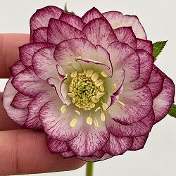 （わけあり特価）細川さんのクリスマスローズ：ダブル26-53／4号ポット【現品販売】