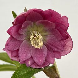 細川さんのクリスマスローズ：ダブル26-54／4号ポット【現品販売】