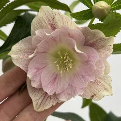 細川さんのクリスマスローズ：ダブル26-55／4号ポット【現品販売】