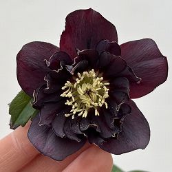 細川さんのクリスマスローズ：ダブル26-58／4号ポット【現品販売】