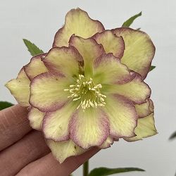 細川さんのクリスマスローズ：ダブル26-59／4号ポット【現品販売】