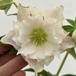 細川さんのクリスマスローズ：ダブル26-60／4号ポット【現品販売】