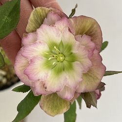 細川さんのクリスマスローズ：ダブル26-61／4号ポット【現品販売】