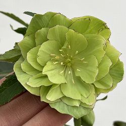 細川さんのクリスマスローズ：ダブル26-64／4号ポット【現品販売】