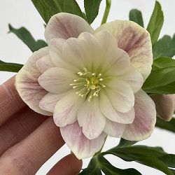 細川さんのクリスマスローズ：ダブル26-65／4号ポット【現品販売】