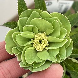 高正園さんのクリスマスローズ：26-01ダブル／4.5号ポット【現品販売】