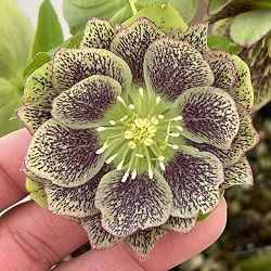 高正園さんのクリスマスローズ：26-02ダブル／4.5号ポット【現品販売】