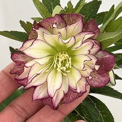 高正園さんのクリスマスローズ：26-03ダブル／4.5号ポット【現品販売】