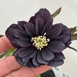 高正園さんのクリスマスローズ：26-04ダブル／4.5号ポット【現品販売】