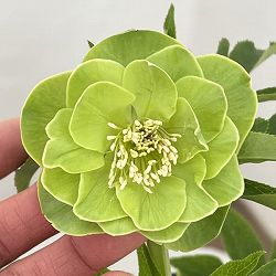 高正園さんのクリスマスローズ：26-05ダブル／4.5号ポット【現品販売】