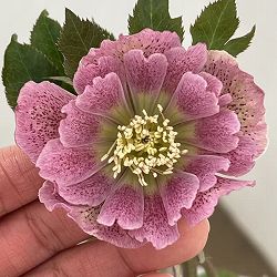 高正園さんのクリスマスローズ：26-08ダブル／4.5号ポット【現品販売】