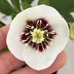 高正園さんのクリスマスローズ：26-09シングル／4.5号ポット【現品販売】