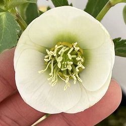 高正園さんのクリスマスローズ：26-10シングル／4.5号ポット【現品販売】