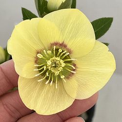 高正園さんのクリスマスローズ：26-11シングル／4.5号ポット【現品販売】