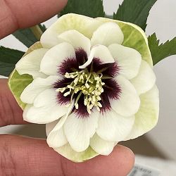 高正園さんのクリスマスローズ：26-13ダブル／4.5号ポット【現品販売】