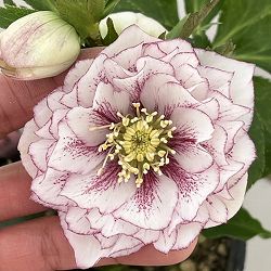 高正園さんのクリスマスローズ：26-14ダブル／4.5号ポット【現品販売】