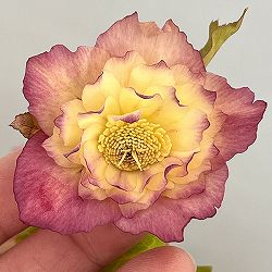 ●高正園さんのクリスマスローズ：26-15ダブル／4.5号ポット【現品販売】