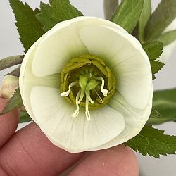 高正園さんのクリスマスローズ：26-16シングル／4.5号ポット【現品販売】