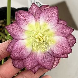 高正園さんのクリスマスローズ：26-19ダブル／4.5号ポット【現品販売】