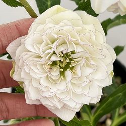 高正園さんのクリスマスローズ：26-21ダブル／4.5号ポット【現品販売】