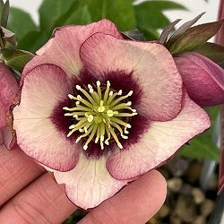 高正園さんのクリスマスローズ：26-24シングル　ショコラ／4.5号ポット【現品販売】