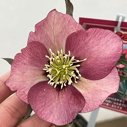 高正園さんのクリスマスローズ：26-25シングル　ショコラ／4.5号ポット【現品販売】