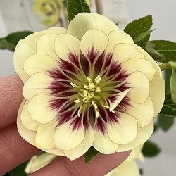 高正園さんのクリスマスローズ：26-26ダブル　ショコラレモン／4.5号ポット【現品販売】