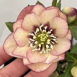 高正園さんのクリスマスローズ：26-29ダブル／4.5号ポット【現品販売】