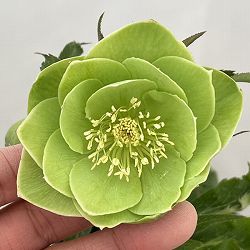 高正園さんのクリスマスローズ：26-31ダブル／4.5号ポット【現品販売】