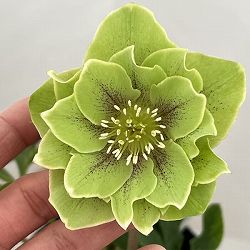 高正園さんのクリスマスローズ：26-32ダブル／4.5号ポット【現品販売】