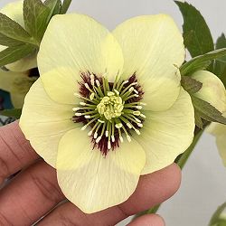 高正園さんのクリスマスローズ：26-34シングル／5号ポット【現品販売】