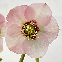 高正園さんのクリスマスローズ：26-36シングル／5号ポット【現品販売】