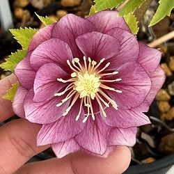 高正園さんのクリスマスローズ：26-37ダブル／5号ポット【現品販売】