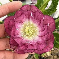 高正園さんのクリスマスローズ：26-38ダブル／5号ポット【現品販売】