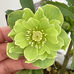 高正園さんのクリスマスローズ：26-40ダブル／5号ポット【現品販売】