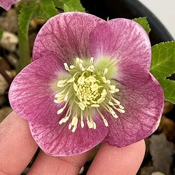 高正園さんのクリスマスローズ：26-43シングル／5号ポット【現品販売】