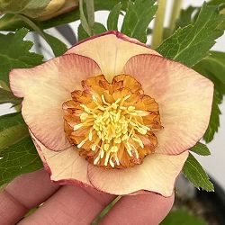 高正園さんのクリスマスローズ：26-44セミダブル／5号ポット【現品販売】