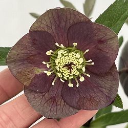 高正園さんのクリスマスローズ：26-45シングル／5号ポット【現品販売】