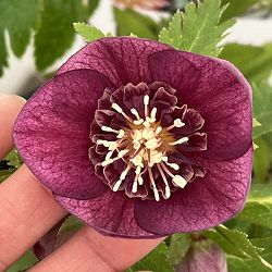 高正園さんのクリスマスローズ：26-47セミダブル／5号ポット【現品販売】