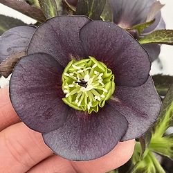 高正園さんのクリスマスローズ：26-48シングル／5号ポット【現品販売】