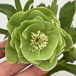 高正園さんのクリスマスローズ：26-50ダブル／5号ポット【現品販売】