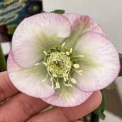 高正園さんのクリスマスローズ：26-51シングル／5号ポット【現品販売】