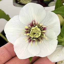 高正園さんのクリスマスローズ：26-53シングル／5号ポット【現品販売】