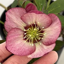 高正園さんのクリスマスローズ：26-54シングル／5号ポット【現品販売】