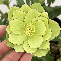 高正園さんのクリスマスローズ：26-56ダブル／5号ポット【現品販売】