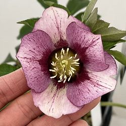 高正園さんのクリスマスローズ：26-57／5号ポット【現品販売】